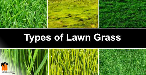 LAWN TYPES IN LANDSCAPING 